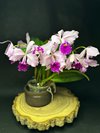 C. warschewizii Gigante do Cuete